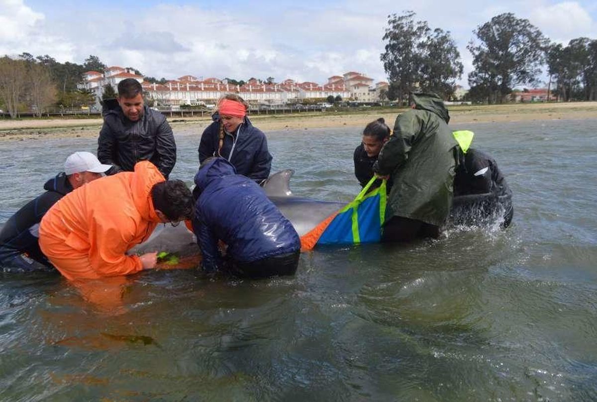 La fotoidentificación permite descubrir delfines varados en A Toxa hace tres años