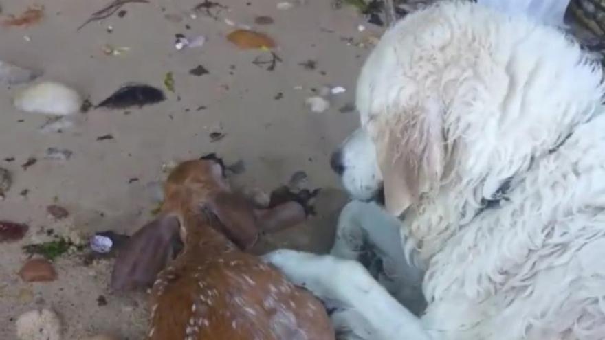 Un perro rescata a una cría de ciervo que se ahogaba