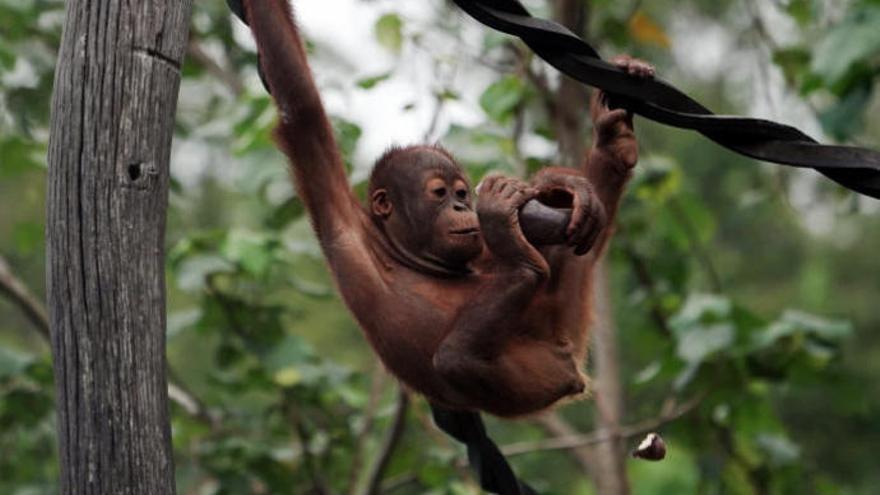 Orangután de Borneo.