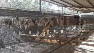 Confisquen un miler d'aus de 63 espècies exòtiques i tortugues a Girona