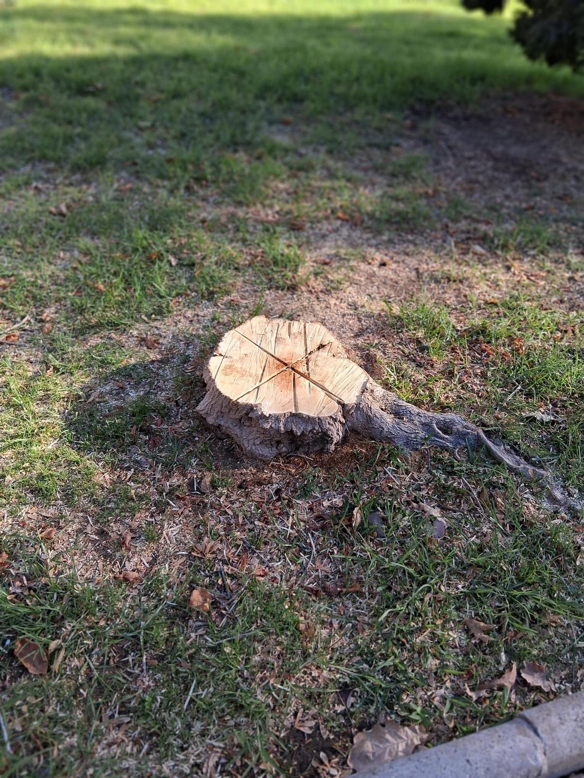 Árbol talado en La Luz