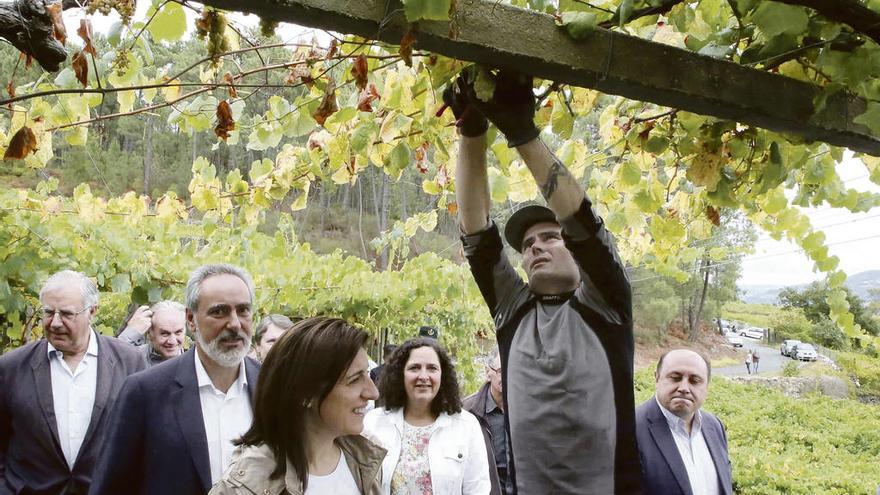 Visita ayer de los dirigentes autonómicos a una bodega de Arbo. // A.H.