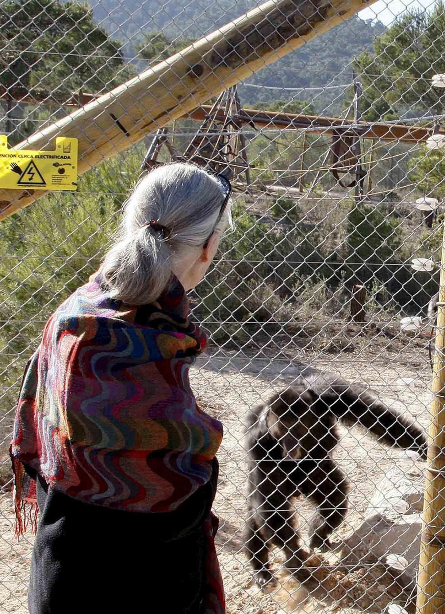 Fallece Jane Goodall, madrina de Primadomus y ‘honoris causa’ por la Universidad de Alicante