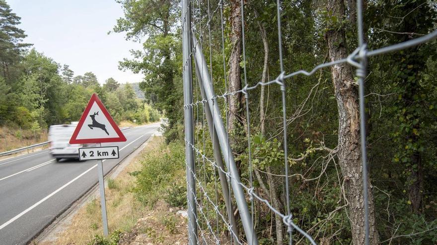 La C-59, una carretera protegida per conviure amb la fauna