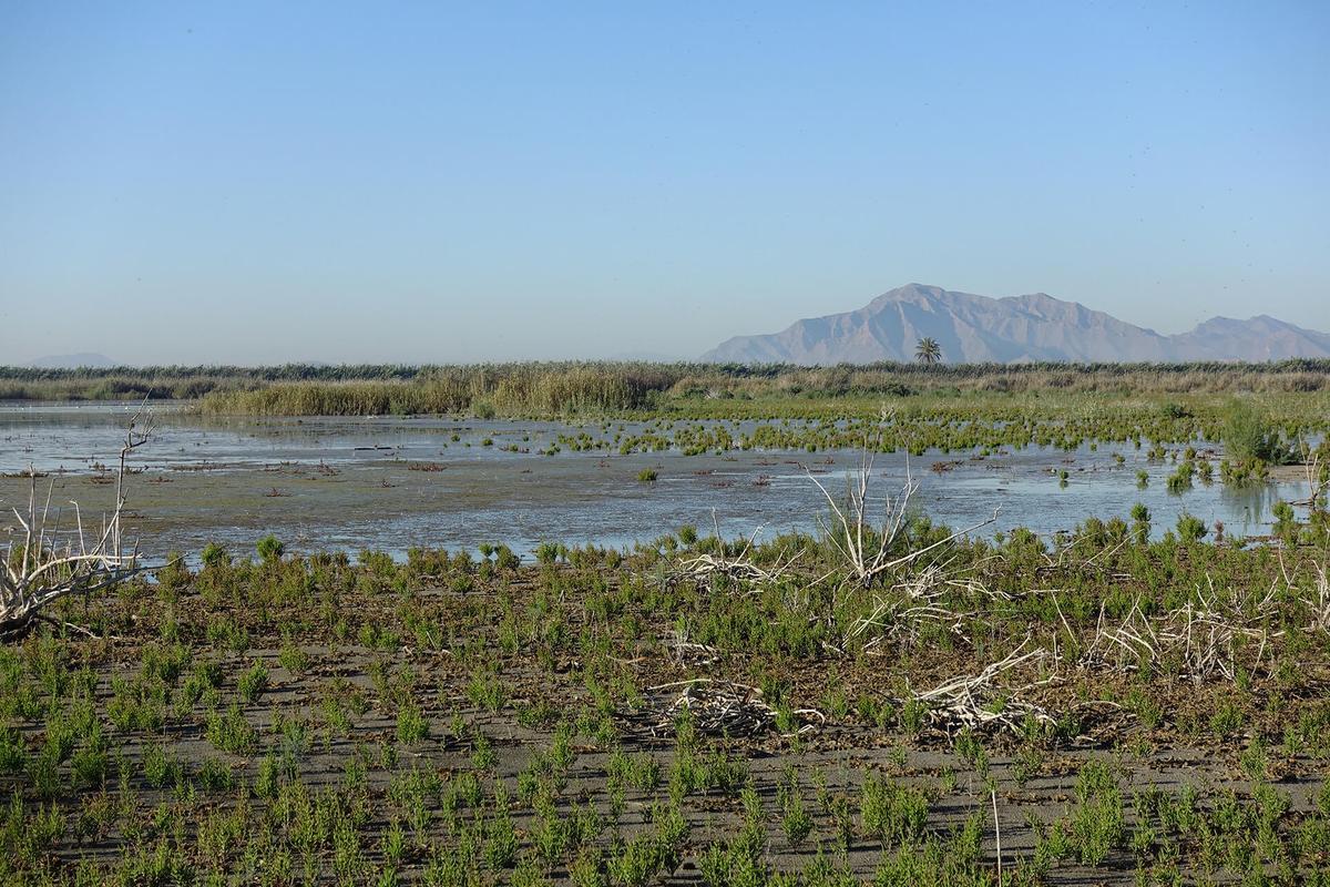 La restauración de los humedales es fundamental para la supervivencia de esta especie