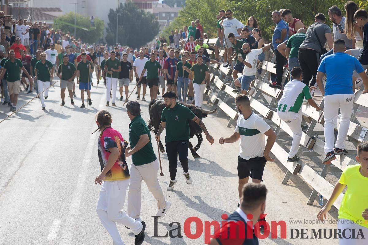 Quinto encierro de la Feria Taurina del Arroz en Calasparra