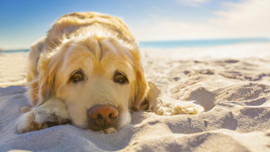 Protege a tu perro del sol este verano.