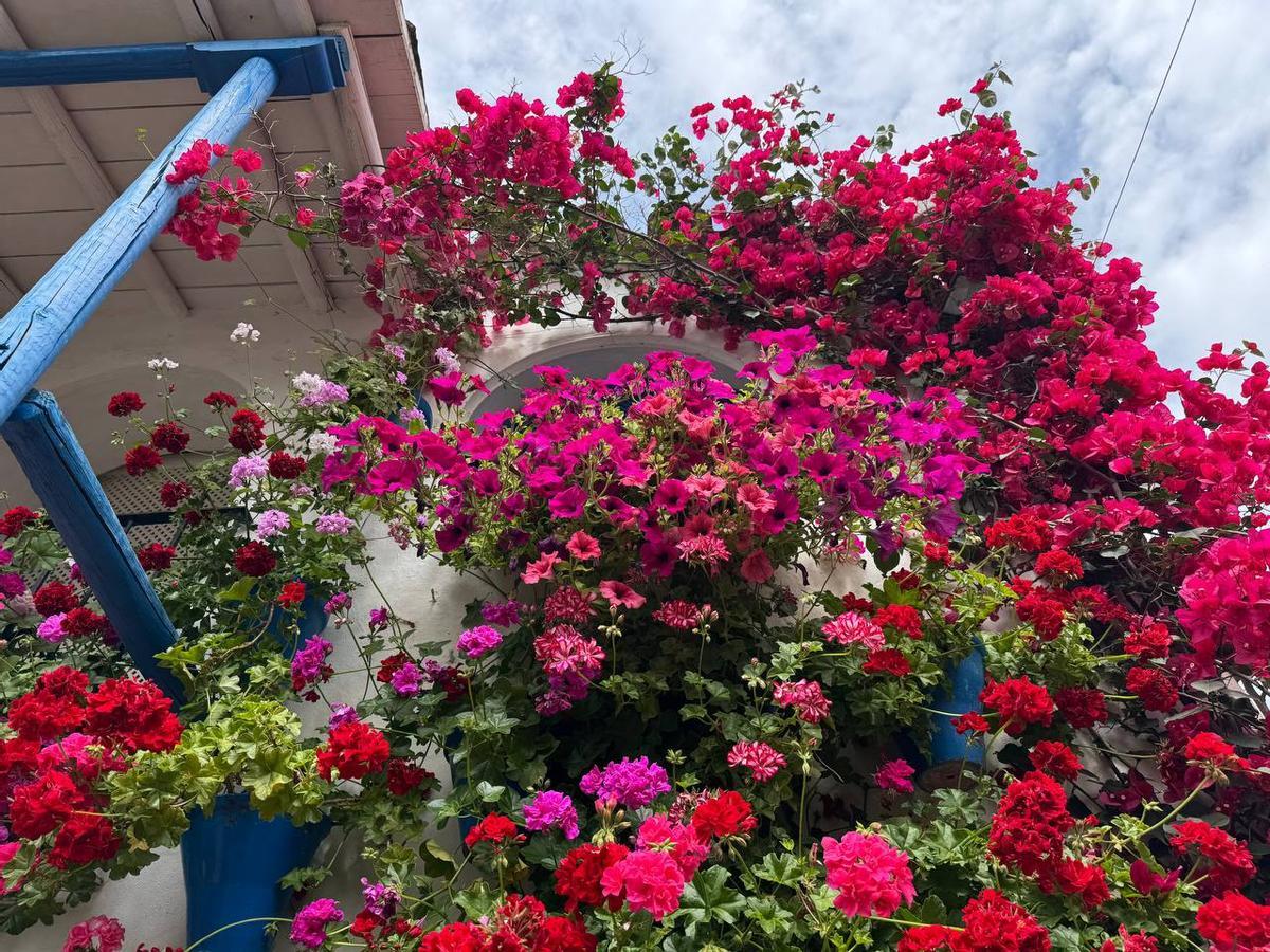 Flores en un patio de Córdoba, este miércoles.