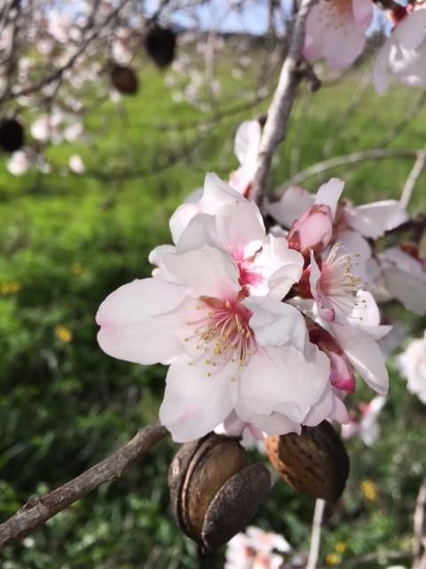 Mandelblüte auf Mallorca