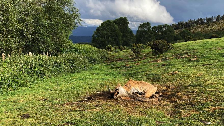 Carroñeros &quot;espías&quot;: Un estudio con lobos y buitres leonados revela el incumplimiento de normativas ambientales