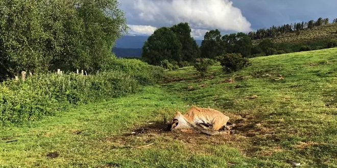 Carroñeros "espías": Un estudio con lobos y buitres leonados revela el incumplimiento de normativas ambientales
