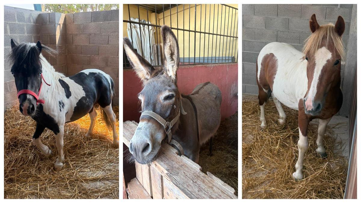 Varios de los animales acogidos en cuadras de zonas próximas al incendio.