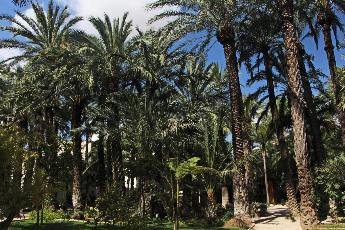 6. Huerto del Cura. Palmeral d'Elx.
