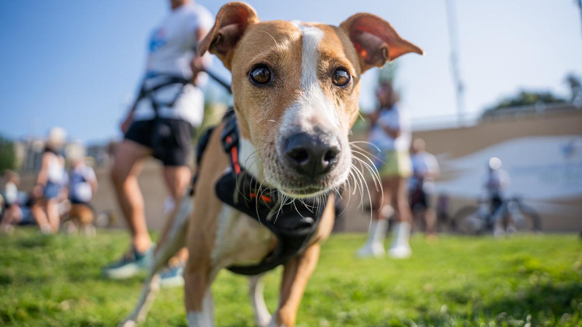 Un perro en el Parc Fluvial del Besòs.
