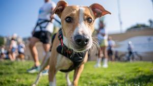 Santa Coloma de Gramanet. 18/05/2025. Barcelona. 500 personas y 500 perros participan en la carrera Can We Run, organizada por El Periódico, en el Parc Fluvial del Besòs. AUTOR: Marc Asensio Barcelona, Catalunya, España, perros, mascota, animal, carrera, cursa, Can We Run, Santa Coloma de Gramanet, Parc Fluvial del Besòs