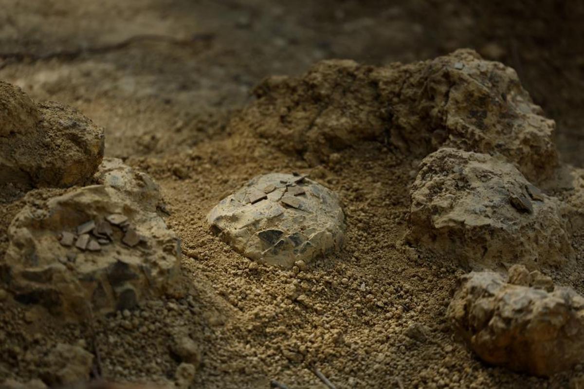 Alain Cabot encuentra en Francia, 100 huevos de dinosaurio de 72 millones de años de antigüedad