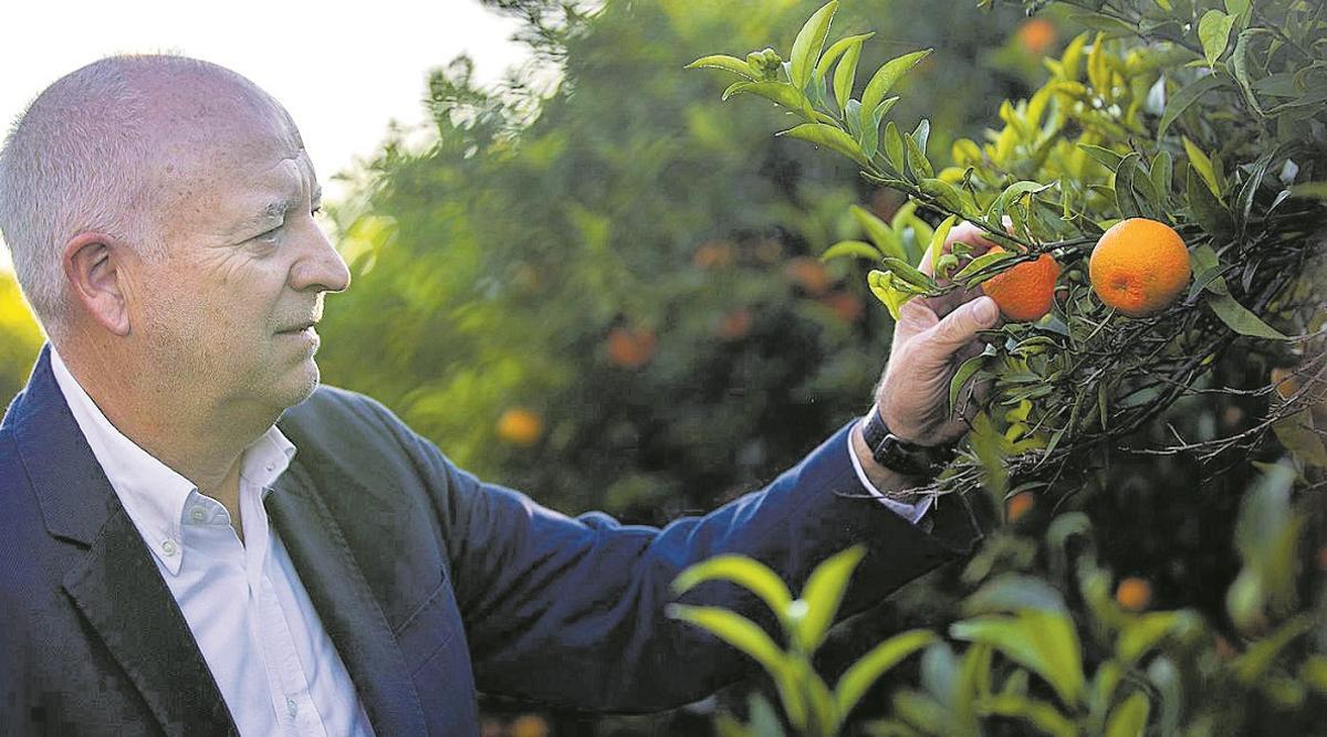 Joan Mir, en una finca de experimentación de Anecoop en Museros (Valencia). 