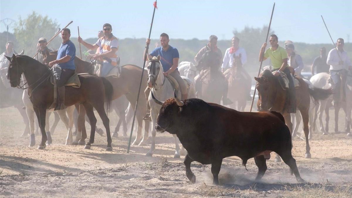zentauroepp40072618 a bull runs past horsemen during the  toro de la pena  festi190318162542