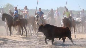 El Toro de la Vega de Tordesillas.