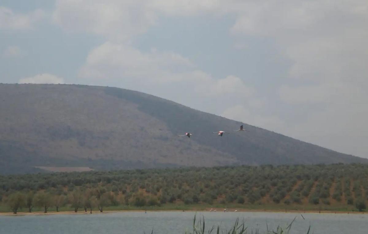 Reserva Natural Laguna de la Ratosa, en Málaga