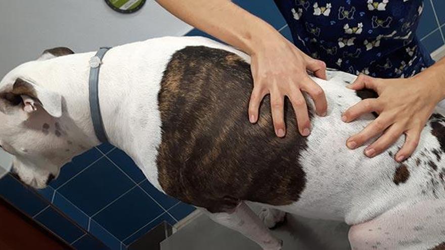 Clínica Veterinaria Jeremías, nuevo servicio de osteopatía para mascotas