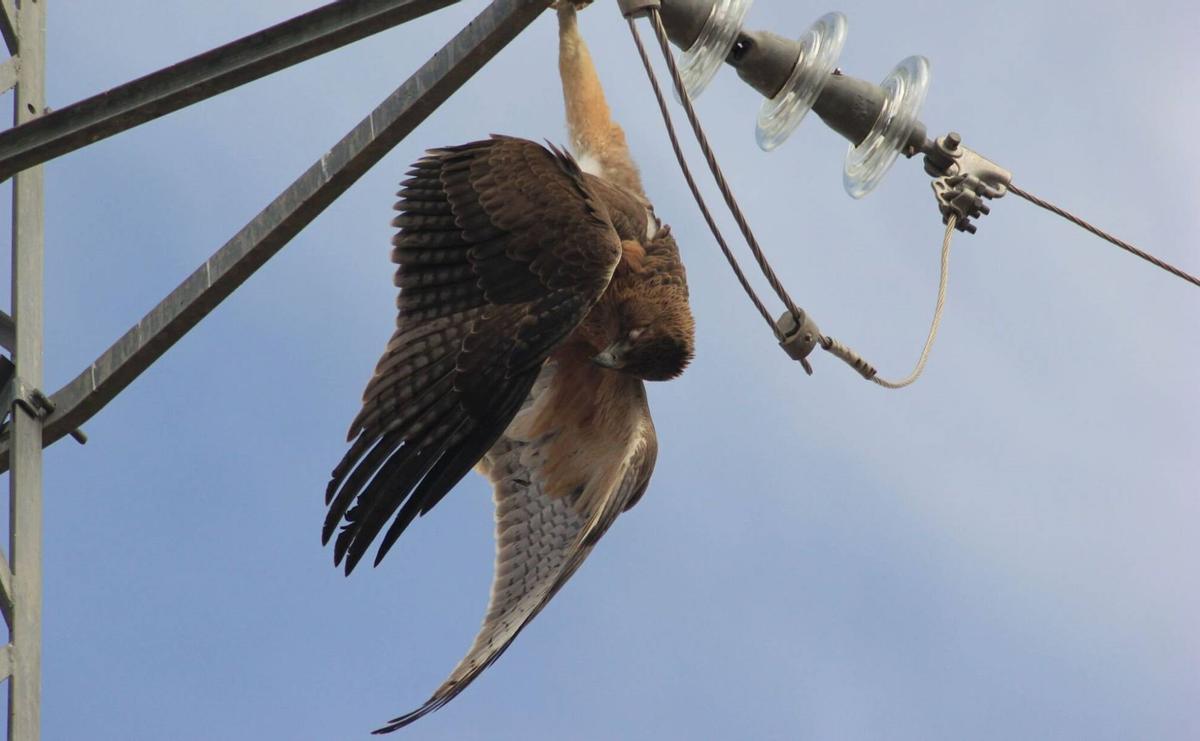 Águila perdicera muerta en un tendido eléctrico
