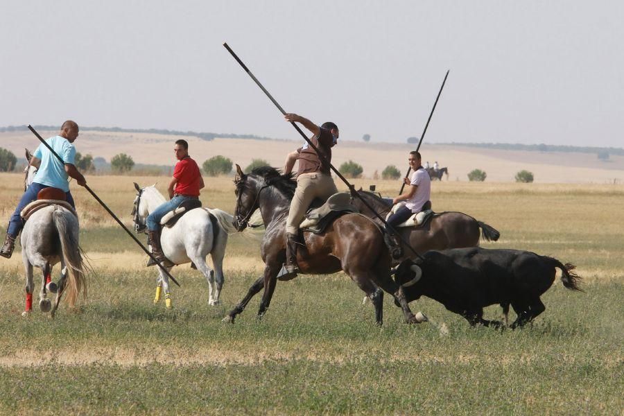 Fiestas en Zamora: Encierro en Villalpando