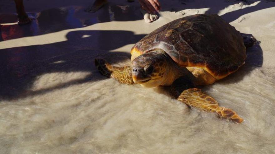 La tortuga marina Papaya, liberada ayer.