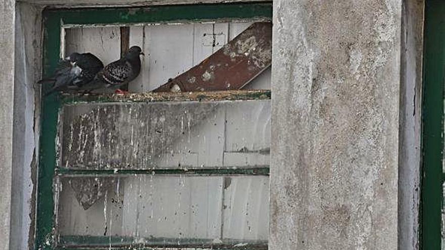 Palomas en una de las ventanas del edificio desocupado de la calle de la Merced.