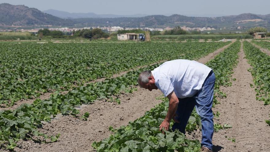 La superficie cultivable del marjal norte de Morvedre cae a niveles históricos