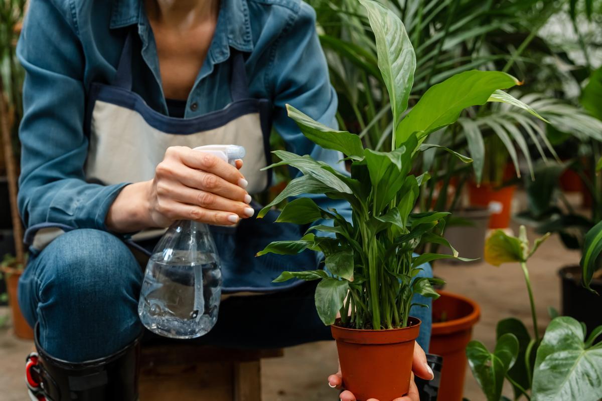 Errores comunes al regar las plantas: ¿estás haciendo lo correcto?