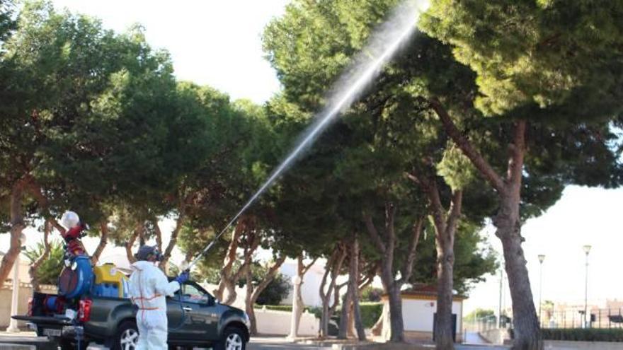 El Campello redobla la lucha contra la plaga de la procesionaria en los pinos