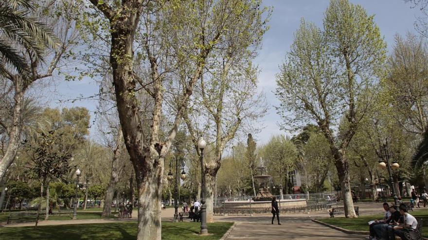 El PP encargará la redacción de un plan para conocer la salud de los árboles de Córdoba