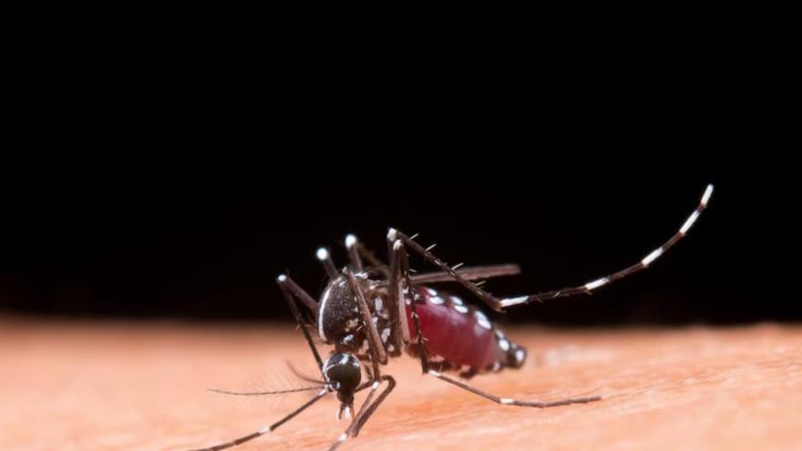 El virus del Nil Occidental detectat a mosquits: pot ser una nova amenaça?