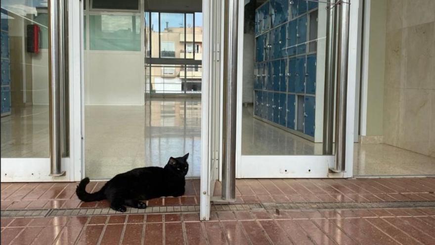 Manolo, el gato oficioso del instituto Xarc |  MARTA TORRES