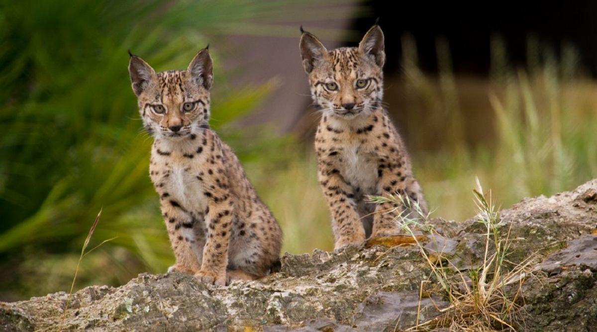 Dos cachorros de lince ibérico, en una imagen de archivo