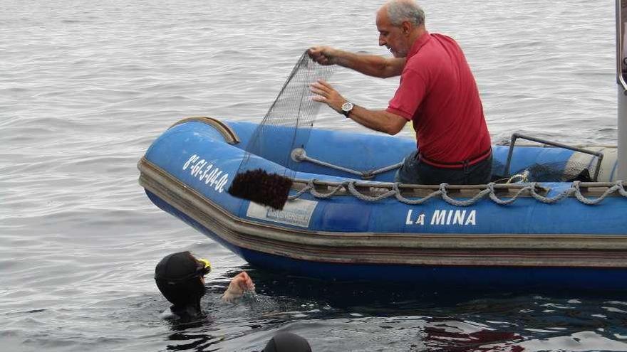 Repoblación con oricios juveniles en la punta Focicón, frente al faro de Luarca.