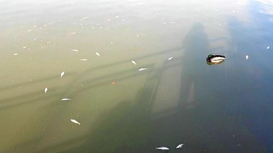 Peixos morts ahir al parc de l&#039;Agulla de Manresa