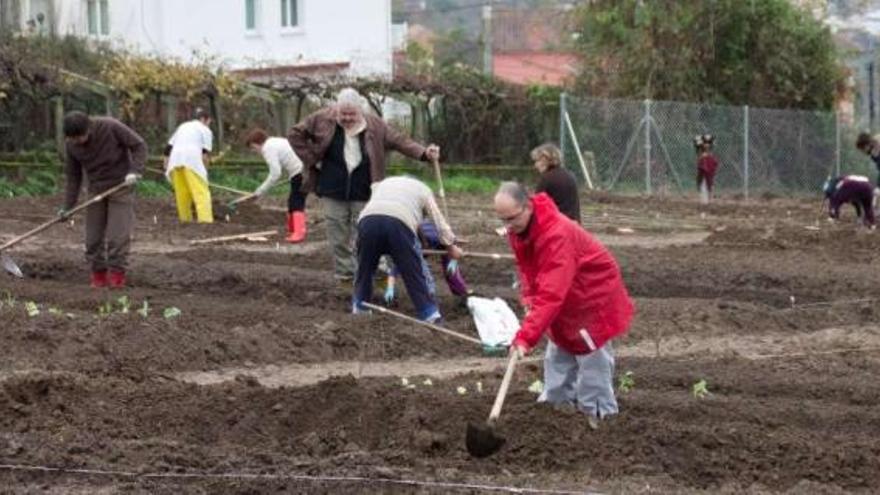 Decenas de vecinos preparan el terreno para cultivar en el huerto de Fontáns, el mayor de los disponibles.