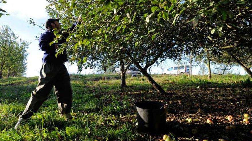 Un hombre bastiando un manzano en una finca del concejo de Las Regueras.