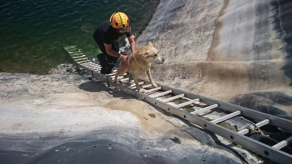 Los bomberos rescatan a dos perros que habían caíd