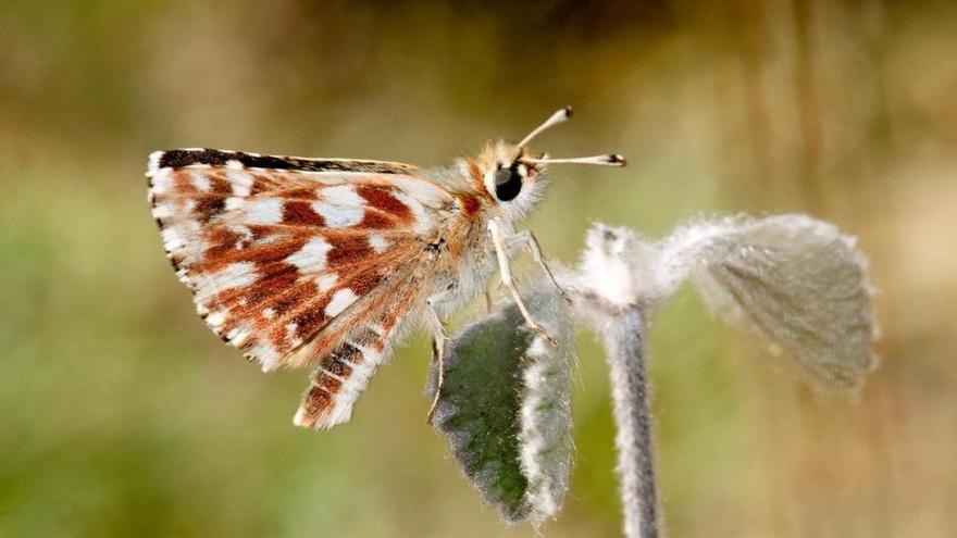 Descubierta una nueva especie de mariposa ibérica