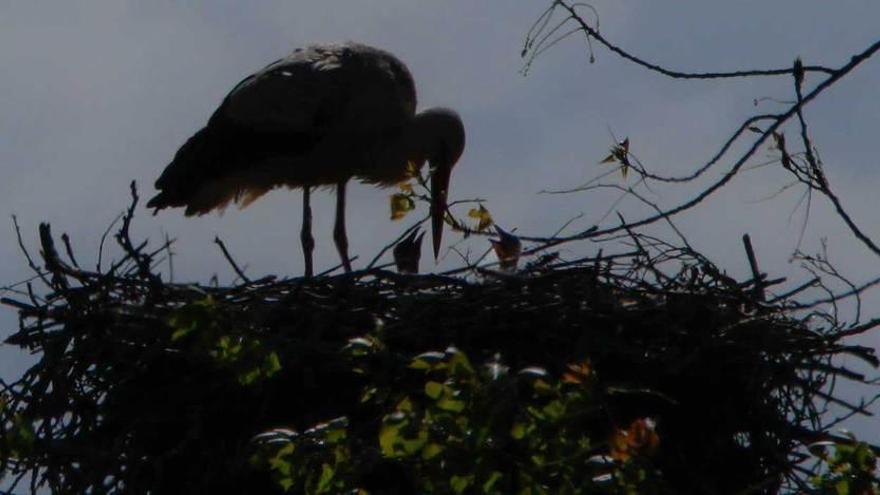Una de las cigüeñas, en el nido, con dos polluelos asomando sus cabezas.