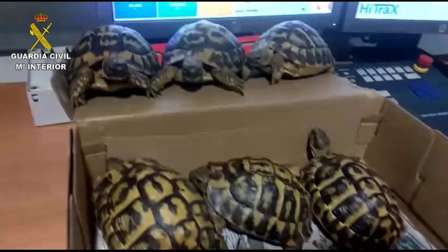 Guardia Civil beschlagnahmt Schildkröten am Flughafen Mallorca