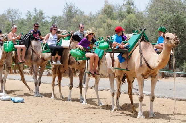 Reportaje excursiones con camellos en las Dunas ...