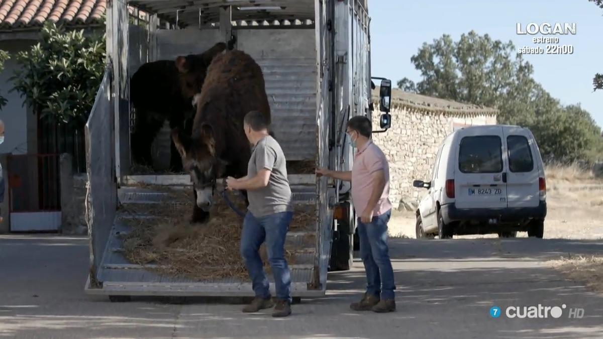 Llegada de animales al rancho