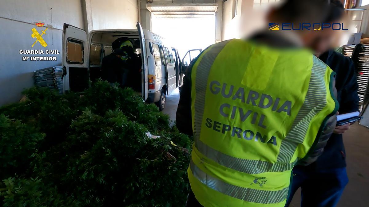 Imagen de la operación de la Guardia Civil contra recolectores de lentisco
