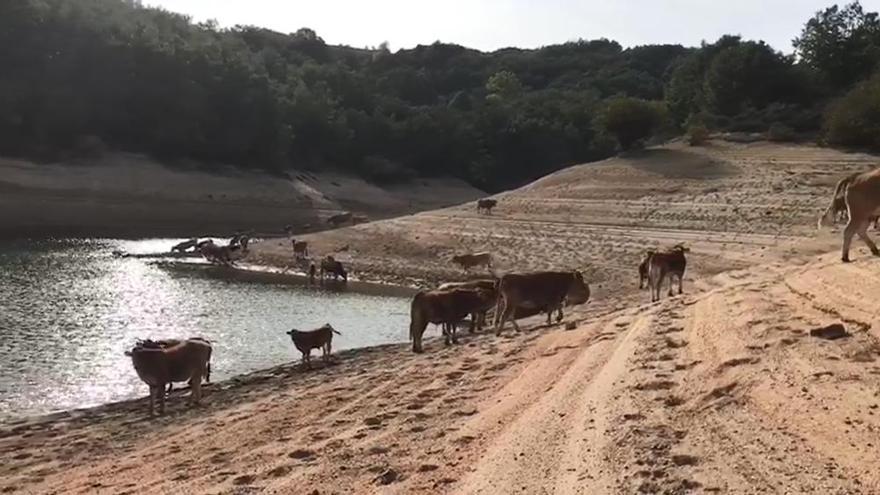 Ganaderos ourensanos, obligados a llevar a sus vacas a beber en los embalses