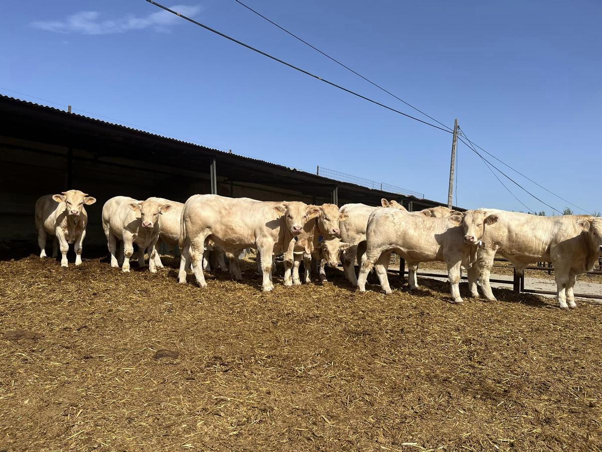 Ejemplares testados en el Censyra de Badajoz que salen a subasta.