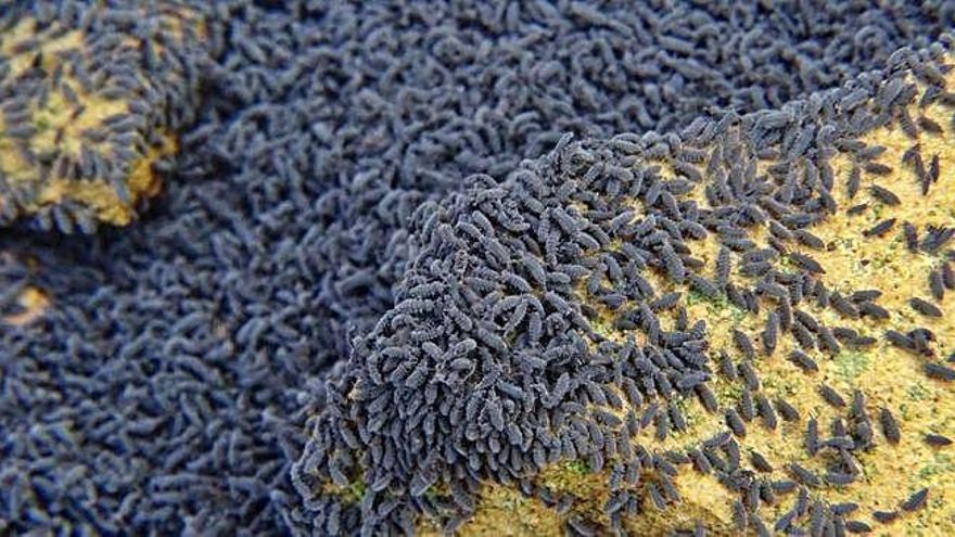 Los pequeños colémbolos azules que invaden estos días las calles de Mahíde, forman grandes corros de miles de ejemplares.